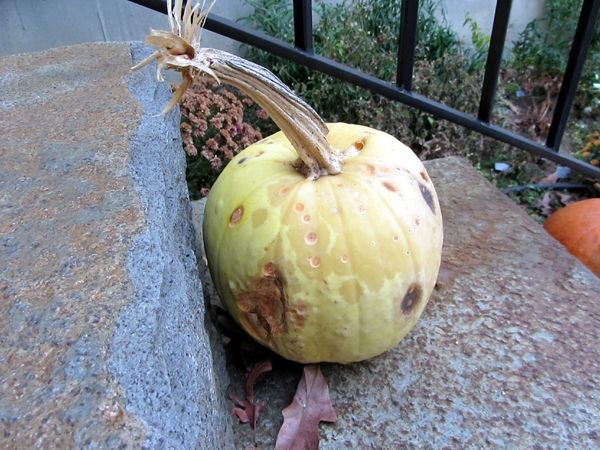 White pumpkin going by crop Nov 2024.jpg