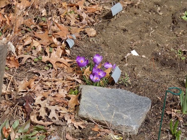 New East - crocus crop March 2022.jpg