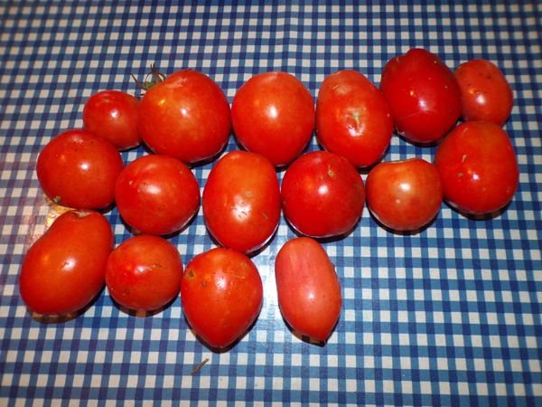 Tomato harvest crop August 2024.jpg