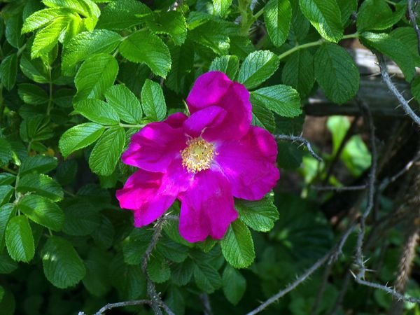 Rugosa rose crop May 2023.jpg