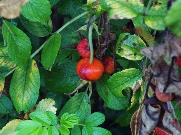 After the rain - rugosa rosehips2 crop August 2022.jpg