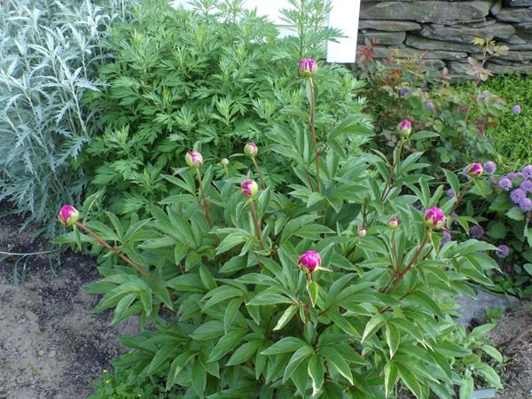 South Herb - peony buds about to open crop May 2022.jpg