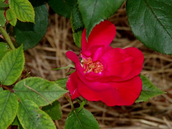 Big rose - 2nd flower crop May 2024.jpg