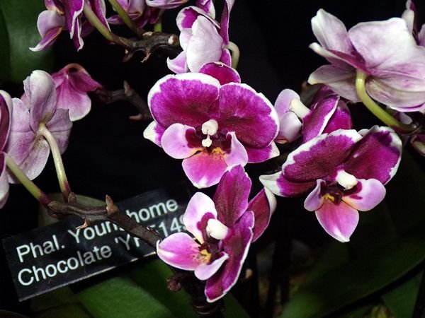 Orchid show16 crrop Feb 2024.jpg