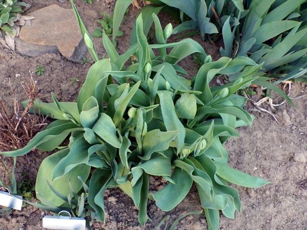 New West - clump of tulip buds crop April 2023.jpg