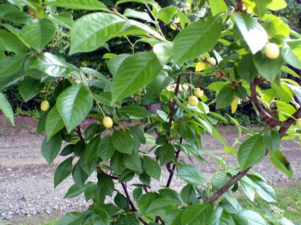 Little trees - 1. North Star cherries crop June 2023.jpg