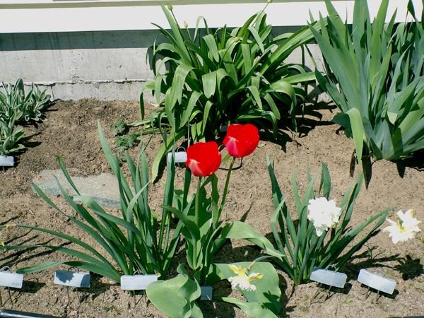 South - red tulips crop April 2024.jpg