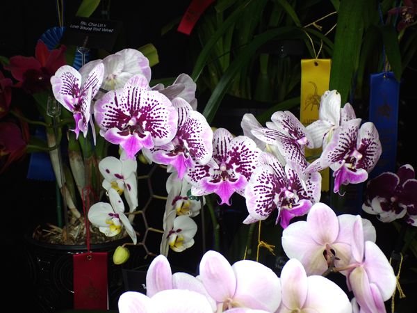 Orchid show11 crop Feb 2024.jpg