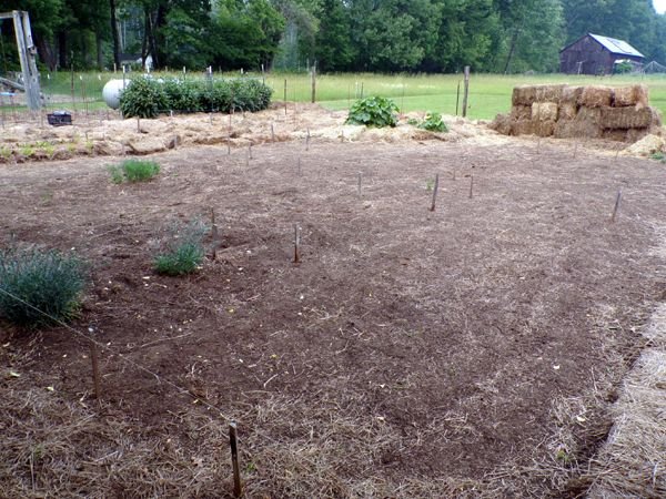 Big garden - laid out crop June 2023.jpg