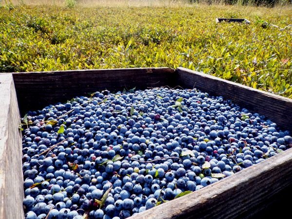 Blueberries - almost full crop July 2024.jpg