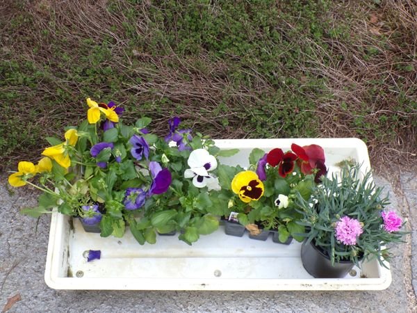 Pansies and dianthus crop April 2024.jpg