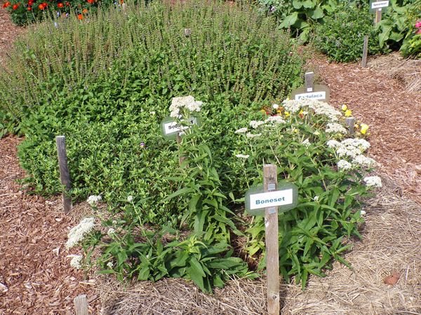 New Herb - Row 2, boneset, Tulsi basil, soapwort crop Sept. 2022.jpg