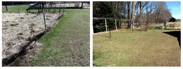 Raking the backyard - finished collage crop April 2025.jpg