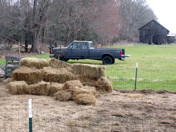 Small garden - broken bale mulch crop April 2024.jpg