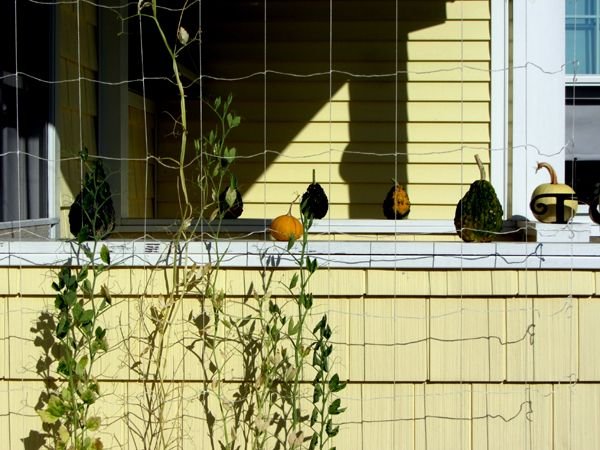 Front porch - gourds crop Sept 2024.jpg