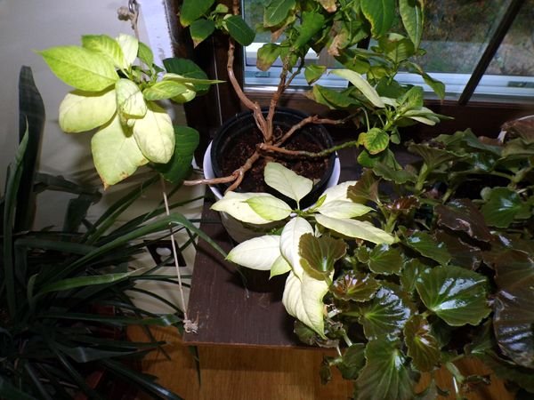 White poinsettia crop April 2023.jpg
