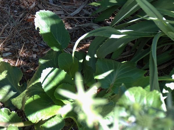 Berkshire Botanical - blue-purple plant foliage crop July 2022.jpg