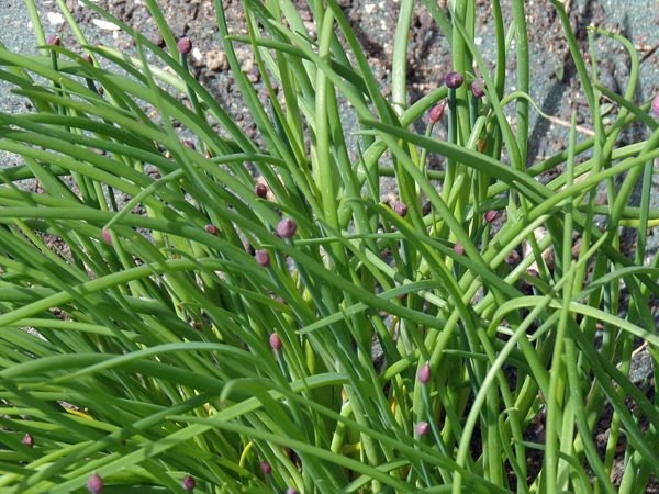 South Herb - chive buds crop April 2022.jpg