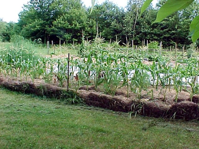 9.Garden.corn.end crop.July.02.jpg