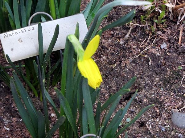 East of Steps - starting to open crop March 2025.jpg