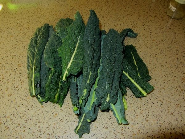 Kale for supper crop Dec 2024.jpg