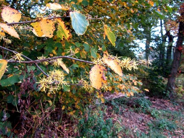 Witch hazel flowers crop Oct 2024.jpg