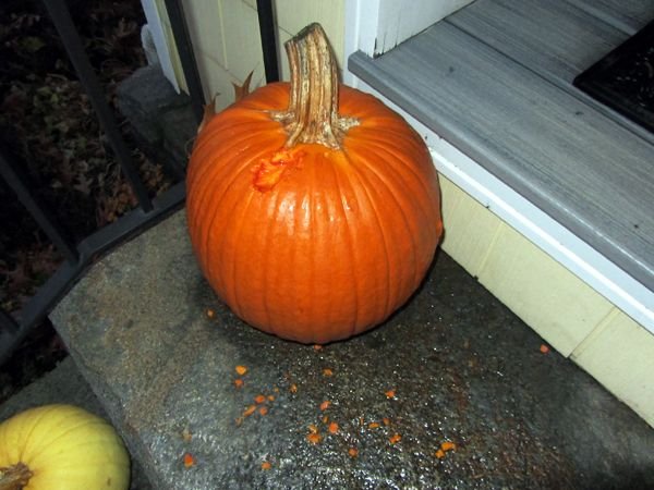 Chewed pumpkin crop Nov 2024.jpg