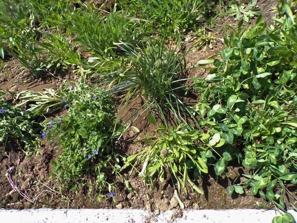 Wildflowers - star of Bethlehem and creeping veronica crop May 2021.jpg