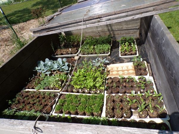 Cold frames - 2nd one filled1 crop May 2023.jpg