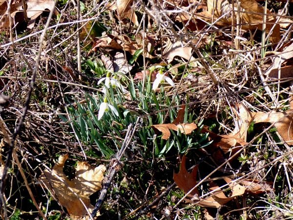 Wildflowers - snowdrops crop March 2024.jpg