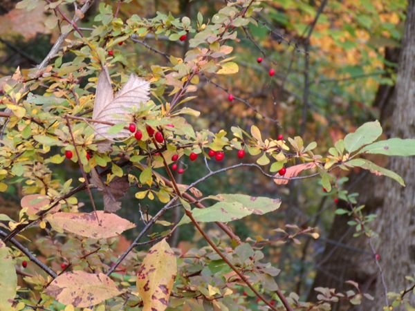 Book Mill - berries by table crop Oct. 2022.jpg