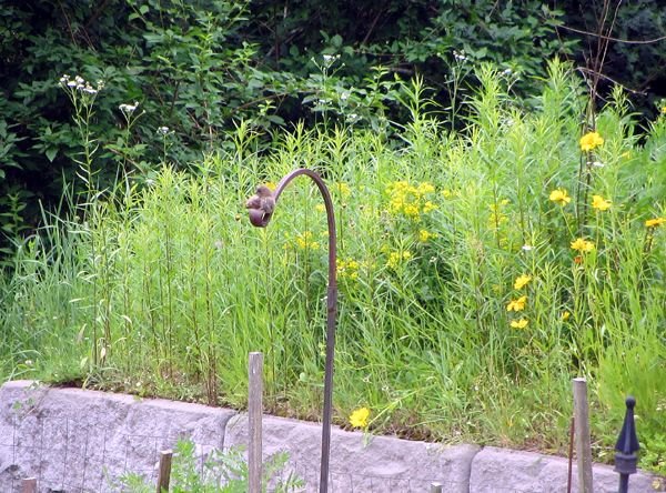 Fledgling on chime hanger crop June 2025.jpg