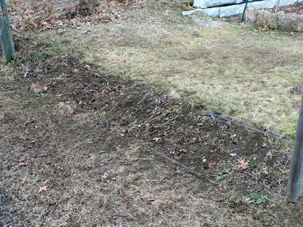 7th Fence - raspberries cut down crop Feb. 2023.jpg