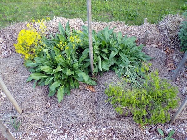 New Herb - Row 1, woad flowers crop June 2023.jpg