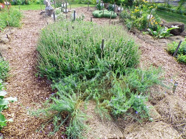 New Herb - Row 2, blue flax, Tulsi basil crop Sept. 2022.jpg