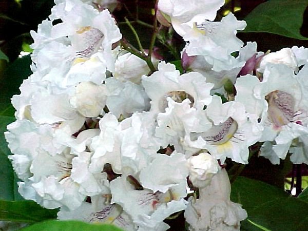 8.Catalpa.flowers2.crop July.02.jpg