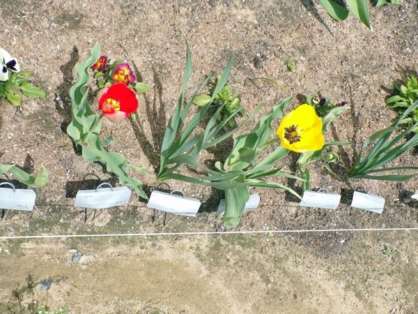 New South - first tulips crop April 2022.jpg