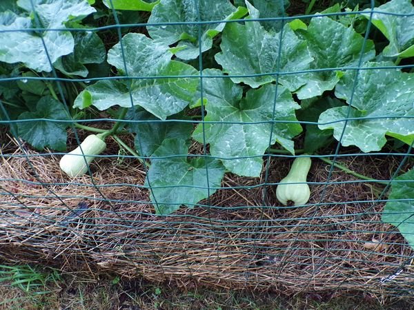 After the rain - Small garden, butternuts crop August 2022.jpg