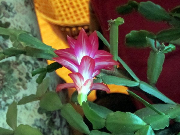 Christmas cactus flower crop Dec 2024.jpg