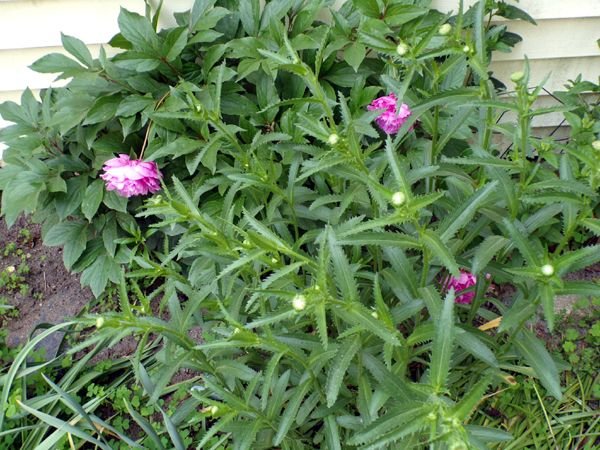 East Shed - peony, 3 blooms crop June 2023.jpg