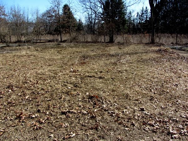 Wildflowers - area weedwacked crop March 2025.jpg