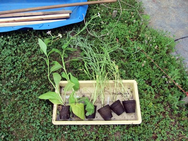 Seedlings hydrating crop June 2025.jpg