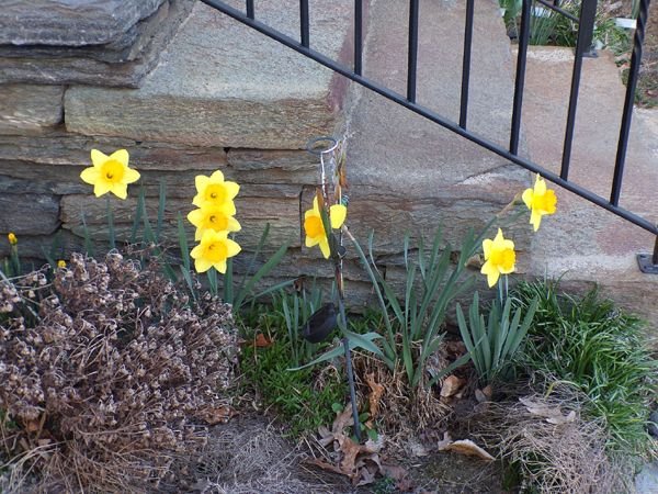 West of Steps - daffodils crop April 2023.jpg