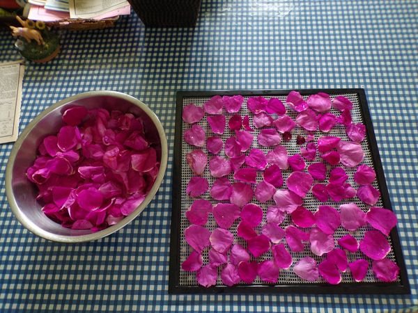 Roses on trays crop  June 2022.jpg