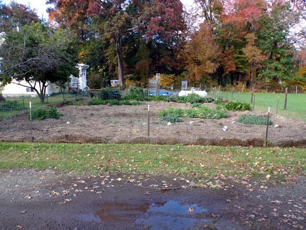 Big garden - cleanout3 crop Oct. 2022.jpg