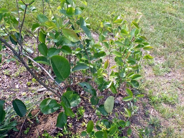 Little trees - 11. Juneberry, no berries crop June 2023.jpg