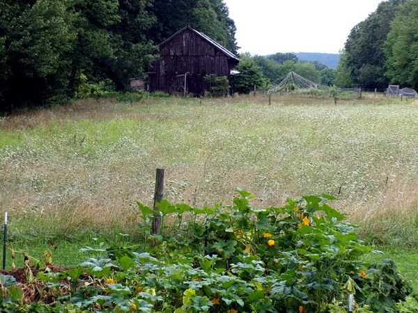 Middle pasture - summer hues crop August 2024.jpg