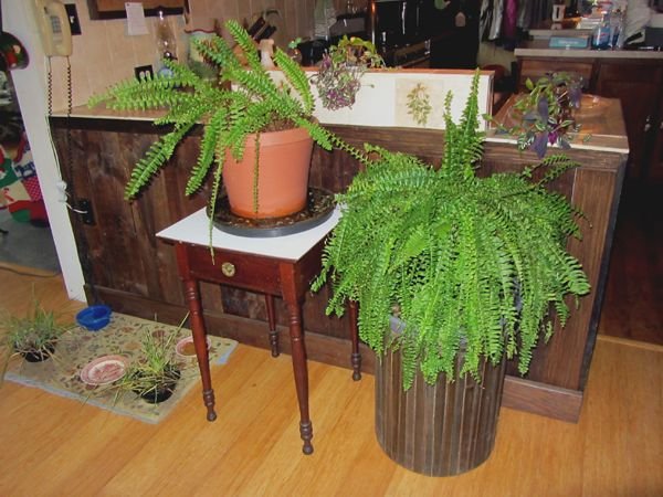 New fern set up crop Dec 2024.jpg