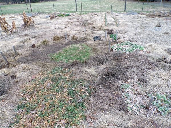 Big garden - holes1 crop March 2021.jpg