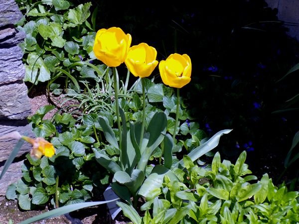 New West - yellow tulips crop April 2024.jpg